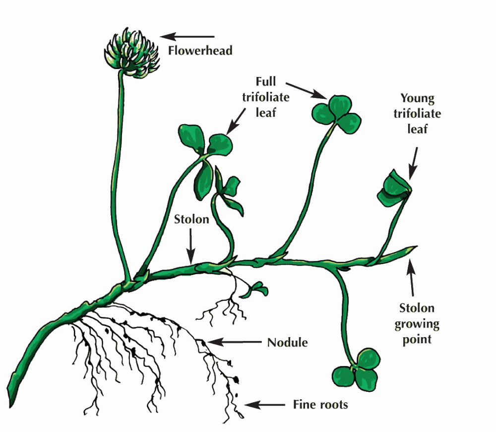 Diagram showing the structure of white clover